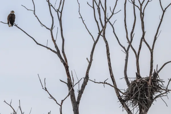 Bald Eagle at Her Nest