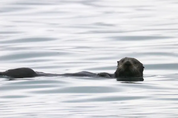 Curious Sea Otter