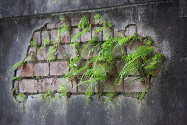 Ferns Reclaiming the Wall