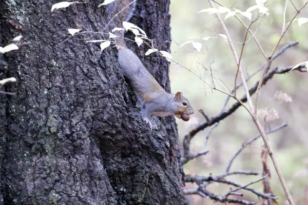 American Red Squirrel gathering nuts