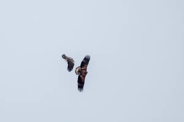 Bald Eagle Juvenile 3