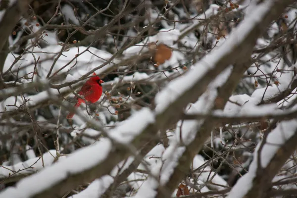 Northern cardinal