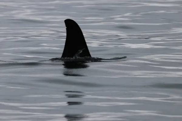 Orca Swimming