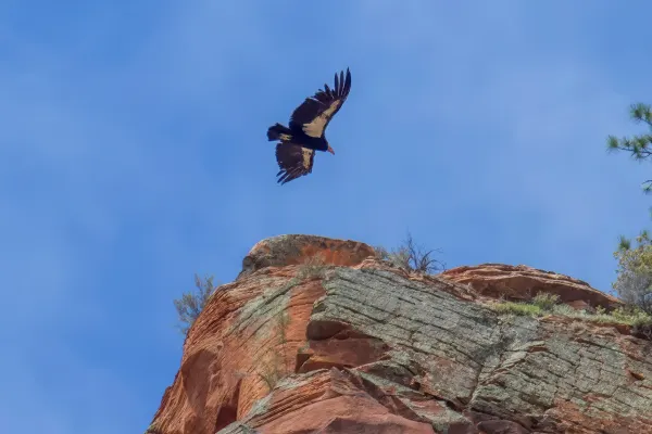 California condor in Flight