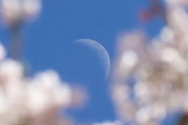 Moon and cherry blossoms
