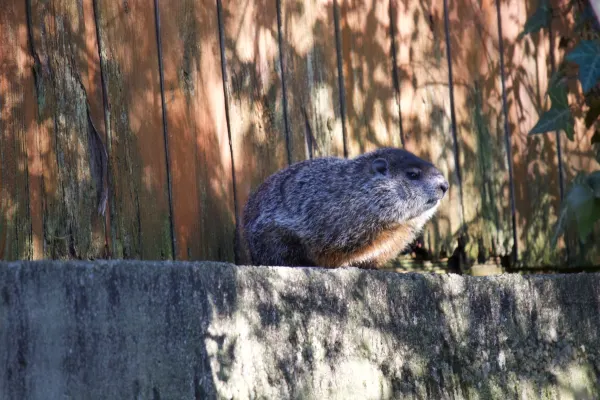 Groundhog