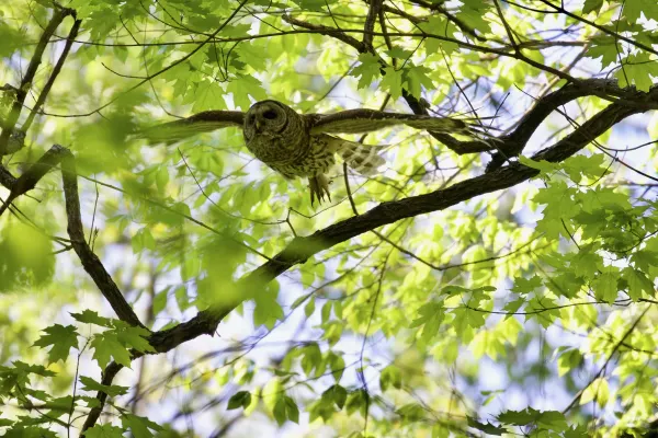 Barred Owl in Flight 2