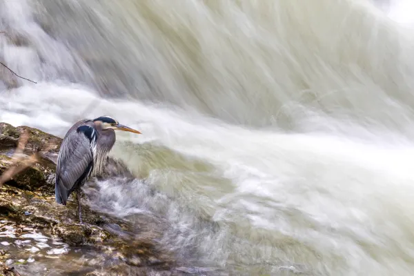 Great blue heron 5