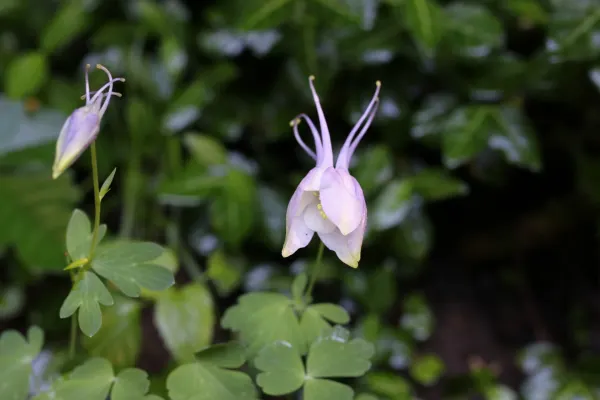 Garden Columbine Bloom
