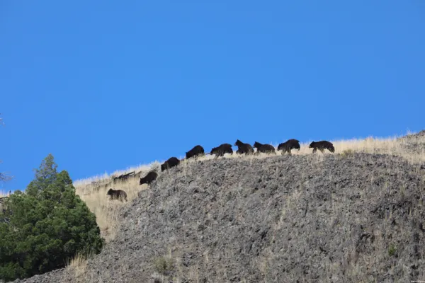 Black Bear on the Run