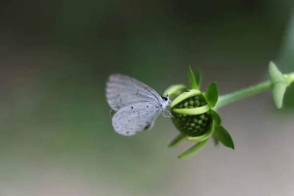 Eastern Tailed-Blue Butterfly