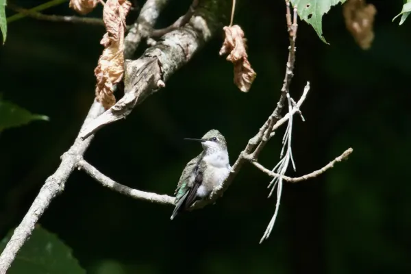 Young Ruby-throated Hummingbird Resting