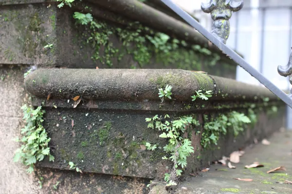 Hairy Bittercress Perseverance