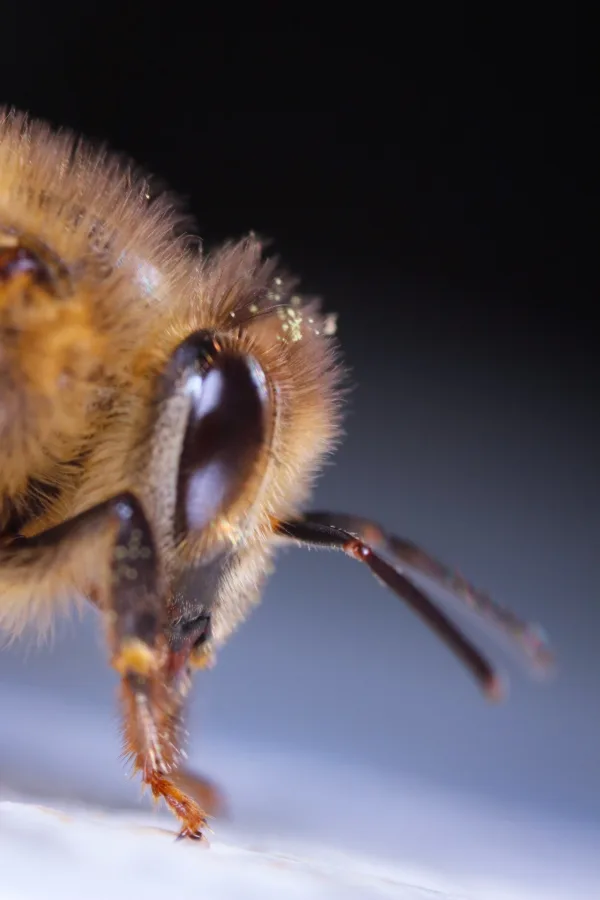 Honey Bee at Work
