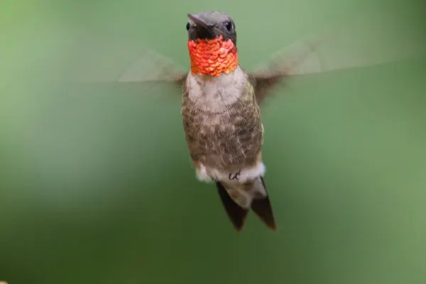 Male Ruby-throated Hummingbird