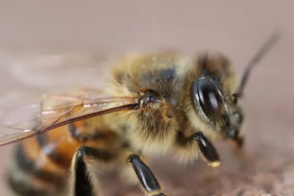 Honey Bee Compound Eye Detail
