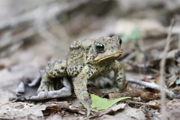 American Toad on the Trail