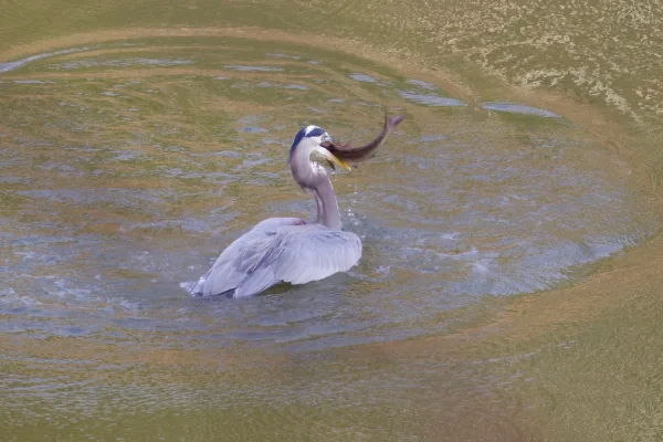 Great Blue Heron's Catch