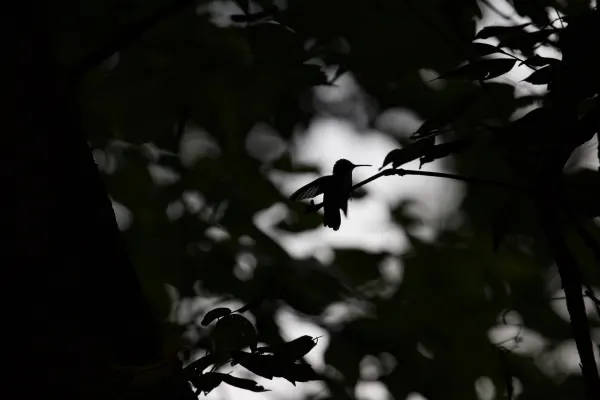 Hummingbird at Dusk