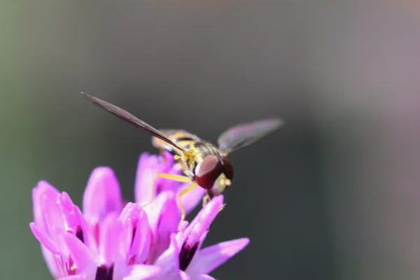 Hoverfly Bee Mimic