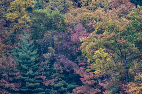 Fall Colors Ablaze