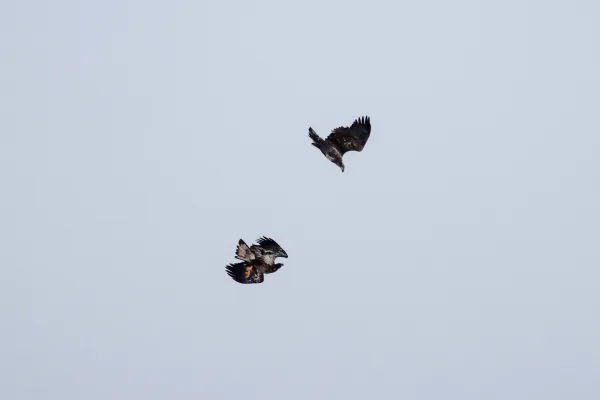 Juvenile Eagles in Courtship