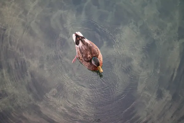 Mallard Creating Ripples