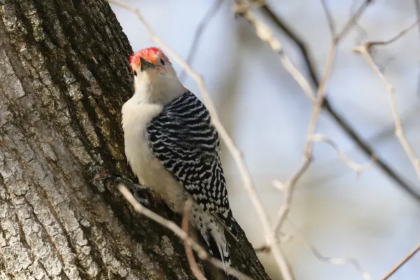 Curious Red-bellied Woodpecker