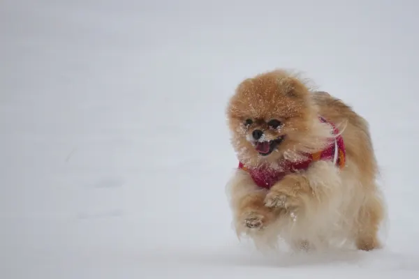 Lilli the Pomeranian in Snow