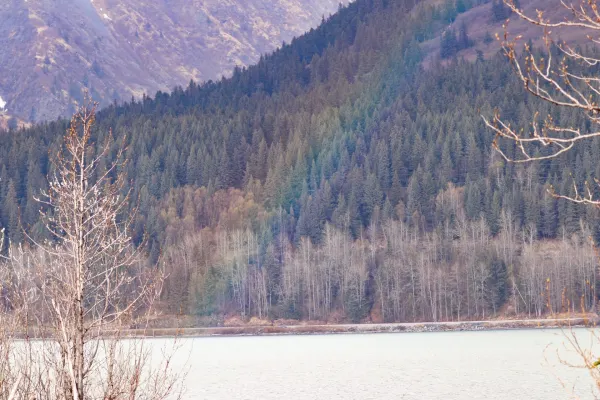 Kenai Lake Rainbow