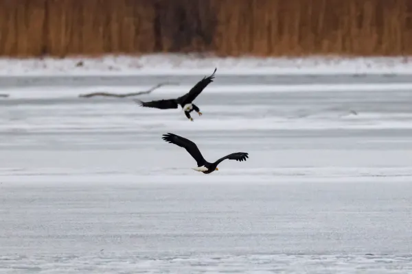 Bald Eagle Pair Over Marsh