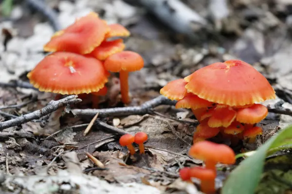 Scarlet Waxcap Mushrooms