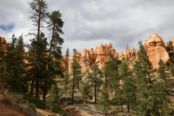 Hoodoos and Pines