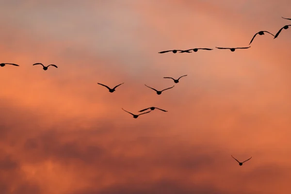 Canada Geese at Sunset