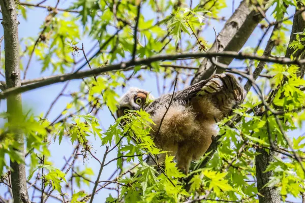 Great Horned Owlet Portrait