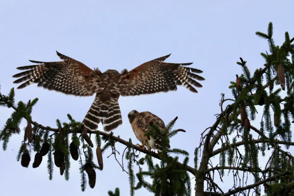 Red-shouldered Hawk Duo