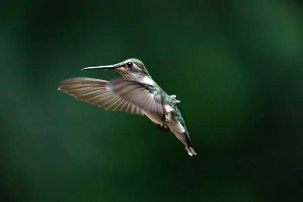 Ruby-throated hummingbird in Flight