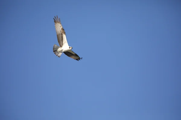 Osprey in flight