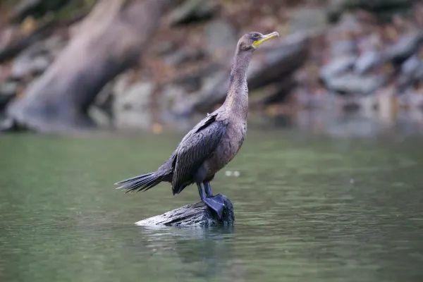 Double-crested cormorant Standing