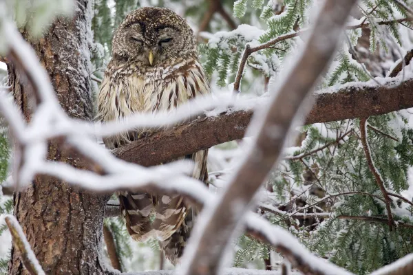 Barred Owl 2
