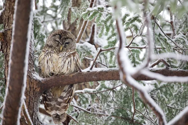 Barred Owl 3