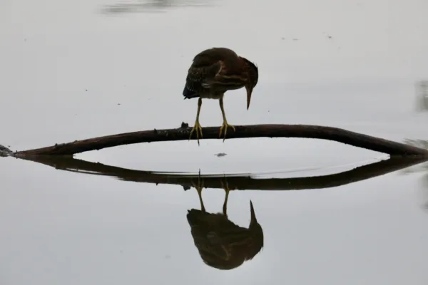 Green heron