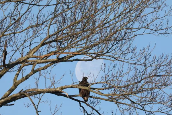 Bald Eagle Juvenile