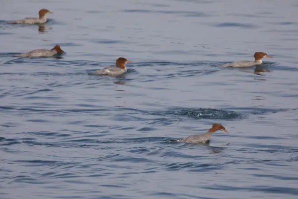 Common Merganser