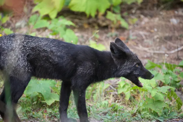 Silver Fox