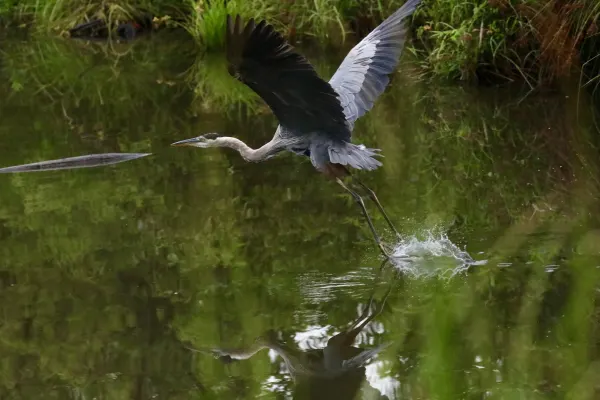 Great blue heron 2