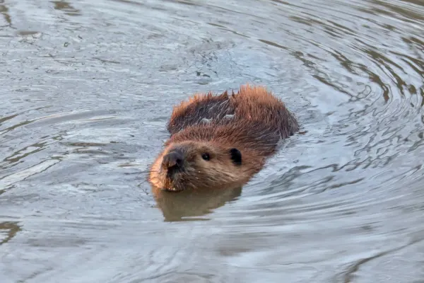 North American beaver Swimming