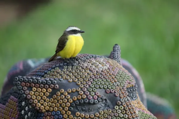 Social flycatcher