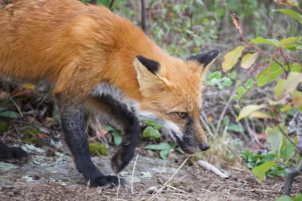 Red Fox 2