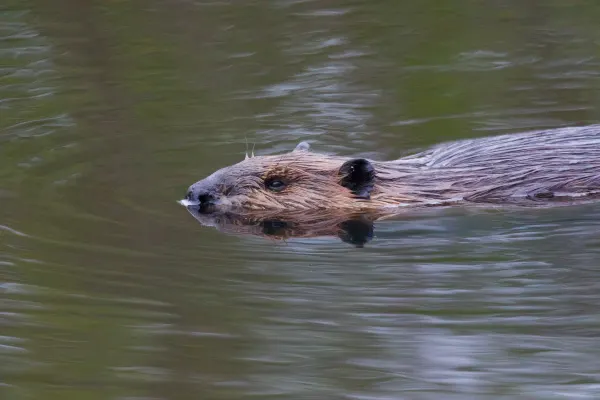 North American beaver Swimming 2